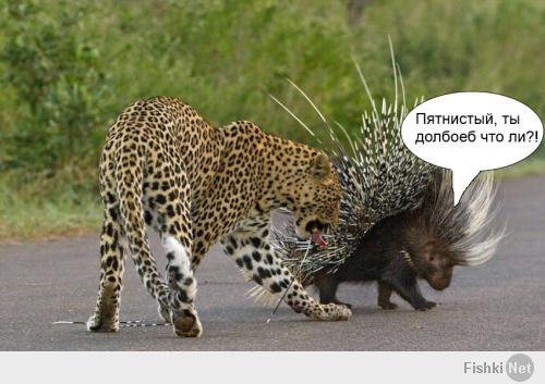 Схватка леопарда и дикобраза