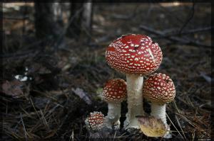 Сила и красота природы