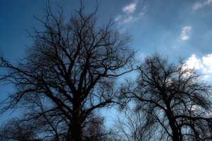 воронежская область 500 летний дуб