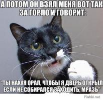 Все мужики... Коты