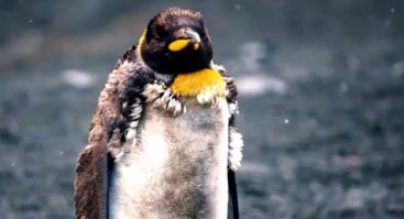 Супер зачетное видео, как котик пингвина оттрахал. Не хотел-бы оказаться на месте пингвина - тяжело, неудобно, стрёмно, и перья все встопорщились. Это финальная картинка!