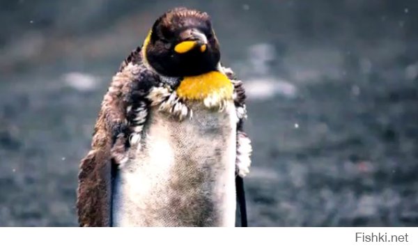 Супер зачетное видео, как котик пингвина оттрахал. Не хотел-бы оказаться на месте пингвина - тяжело, неудобно, стрёмно, и перья все встопорщились. Это финальная картинка!