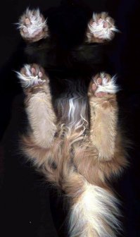 И я сканировал кошку :)