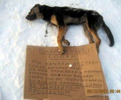 НЕНАВИЖУ СОБАК!! Всем такой судьбы: