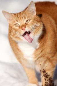 Животные, которые научат нас быть счастливыми