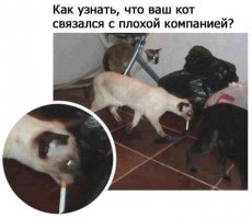 39 очаровательных доказательств, что вашему ребенку нужен кот