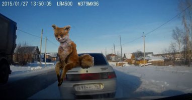 Веселая компания собралась