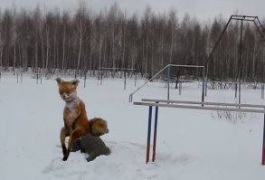 Страусом в снег!