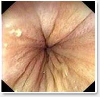 Глаза животного мира