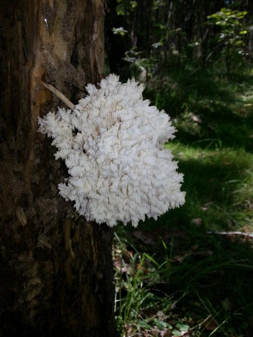 Тоже решил выложить пару картинок, запечатлел как то в подмосковном лесу, что за грибочки не знаю, но достаточно симпатичные