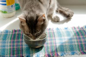 люблю этого зассанца,но вот те ,кто приходят в гости почему то нет)))))))