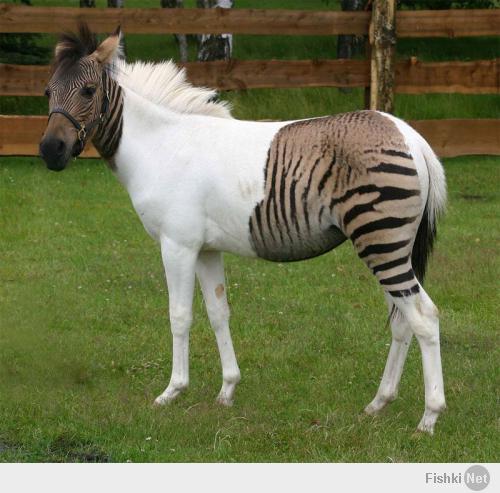 Подборка видео от 27.06.2014