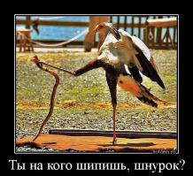 Мальчик и анаконда