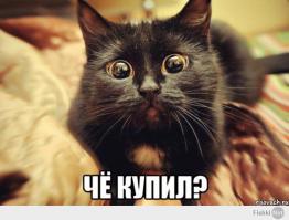 Купил коту новый корм