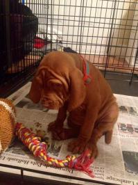 Всё кошки да кошки, а как же собаки?