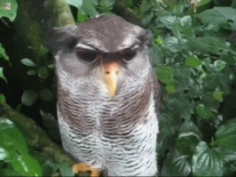 Совы - воистину удивительные создания