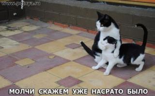 30 доказательств того, что коты многогранны и талантливы