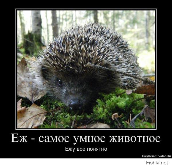 я так понимаю у нас (Подмосковье) с Вами  ежики все-таки разные?