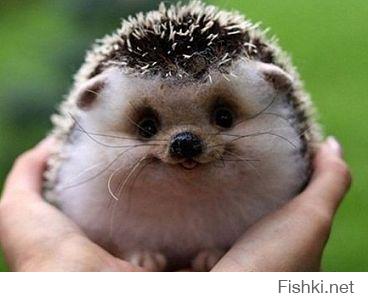 я так понимаю у нас (Подмосковье) с Вами  ежики все-таки разные?