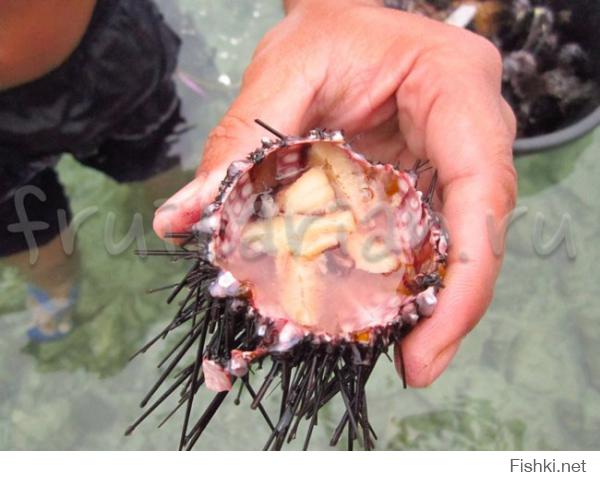 я так понимаю у нас (Подмосковье) с Вами  ежики все-таки разные?