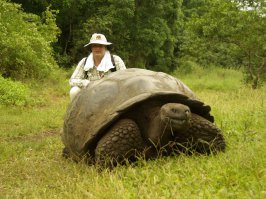 не, черепахи всегда прикольные