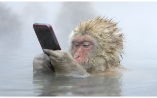 Автор видимо не слышал о японских обезьянах, которых из геотермальных источников хрен вытащишь