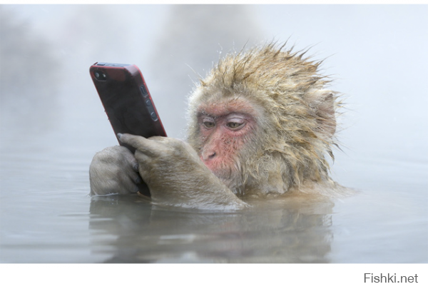 Автор видимо не слышал о японских обезьянах, которых из геотермальных источников хрен вытащишь