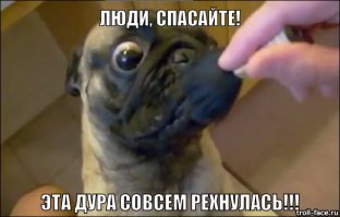Забавные псы
