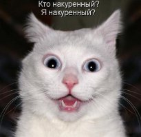 Это не кот, это прикол ходячий 