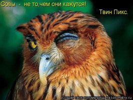 22 совы, чей взгляд загипнотизирует вас