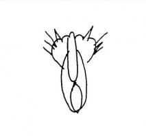 Самый очаровательный способ нарушить закон в Южной Корее