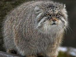 вот манул
а у вас тюлень какой-то