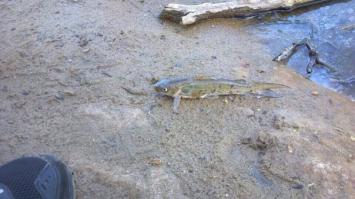 Этот маленький ублюдок пытался эволюционировать на моих глазах.Выбросил его обратно в воду.