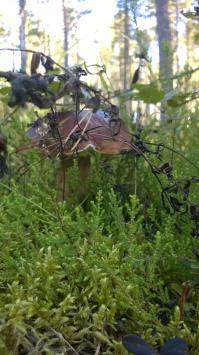 Я бы тогда только фотографированием бы и занимался)))))