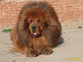 Эй!! А где Тибетский мастиф??  Такая лапочка весом 80 кг)))  И кстати самая дорогая порода.