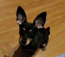 Я свою собаку феньком называю)))