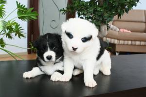 на первом фото отпрыски лайки моего близкого друга,собака родилась в Краснодаре,новые хозяева кажется живут в Москве.