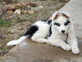 на первом фото отпрыски лайки моего близкого друга,собака родилась в Краснодаре,новые хозяева кажется живут в Москве.
