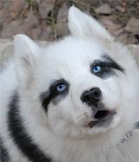 на первом фото отпрыски лайки моего близкого друга,собака родилась в Краснодаре,новые хозяева кажется живут в Москве.