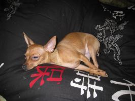 Моя верная и любящая собака. В детстве и теперь)