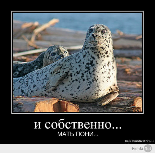 Xаски, воспитанный кошками