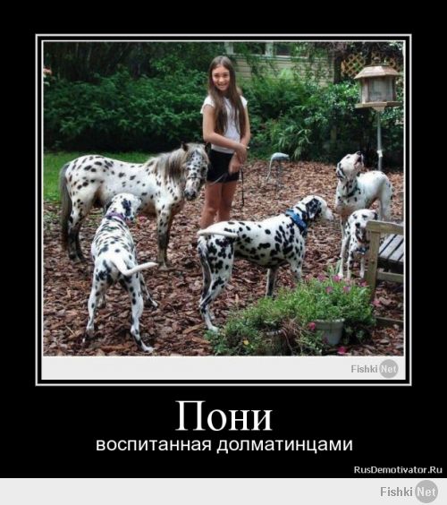 Xаски, воспитанный кошками