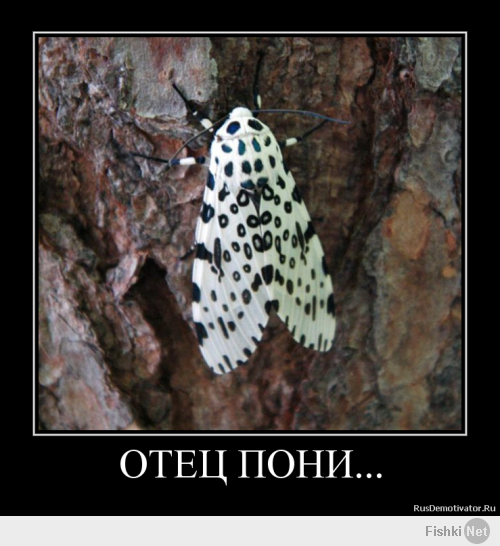 Xаски, воспитанный кошками