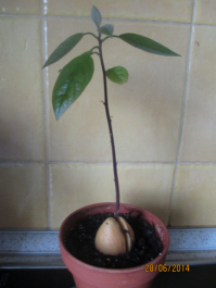 Моё авокадо