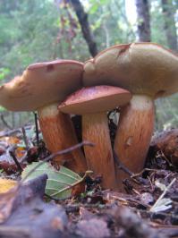 Самые интересные и необычные места для сбора грибов 