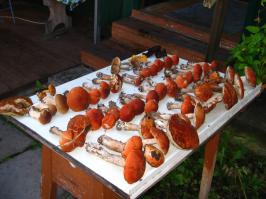 Самые интересные и необычные места для сбора грибов 