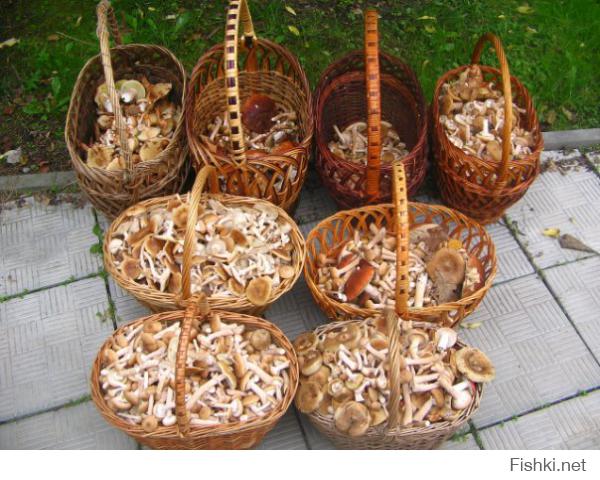 Самые интересные и необычные места для сбора грибов 