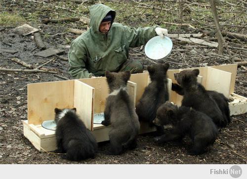 В Тверской области с 1996 года работает центр реабилитации для медвежат-сирот, этакий детский сад.