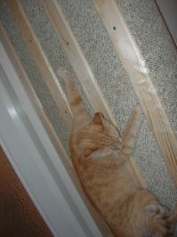 Проект «Кошкин дом»