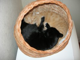 Вторая жизнь бездомного кота